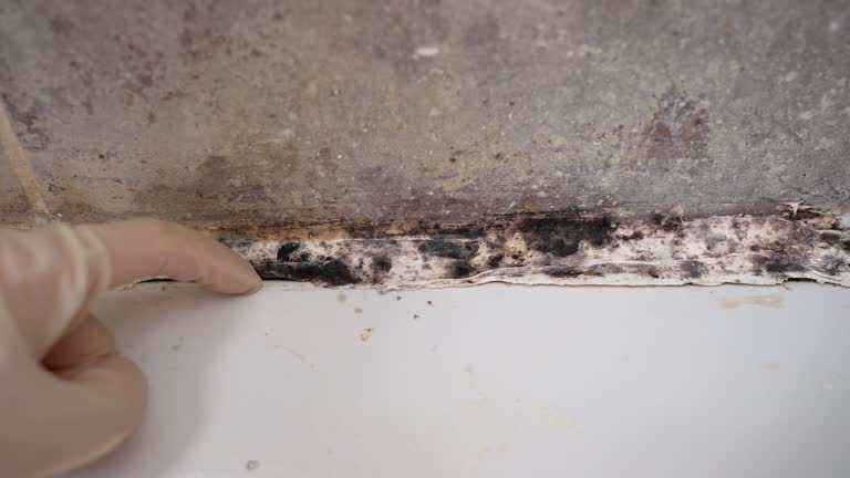 Best Mold Damage Restoration  in Darien, IL